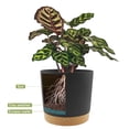 thumbnail image 4 of QCQHDU 2 Pack Plant Pot, Black Plastic Indoor Planter With Drainage Holes And Removable Base, 4 of 6
