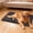 A, variant on Orthopedic Bed Mat with Removable Washable Cover for Providing Supportive Comfort Foam Pad for Joint and Calming Anxiety in Indoor Use