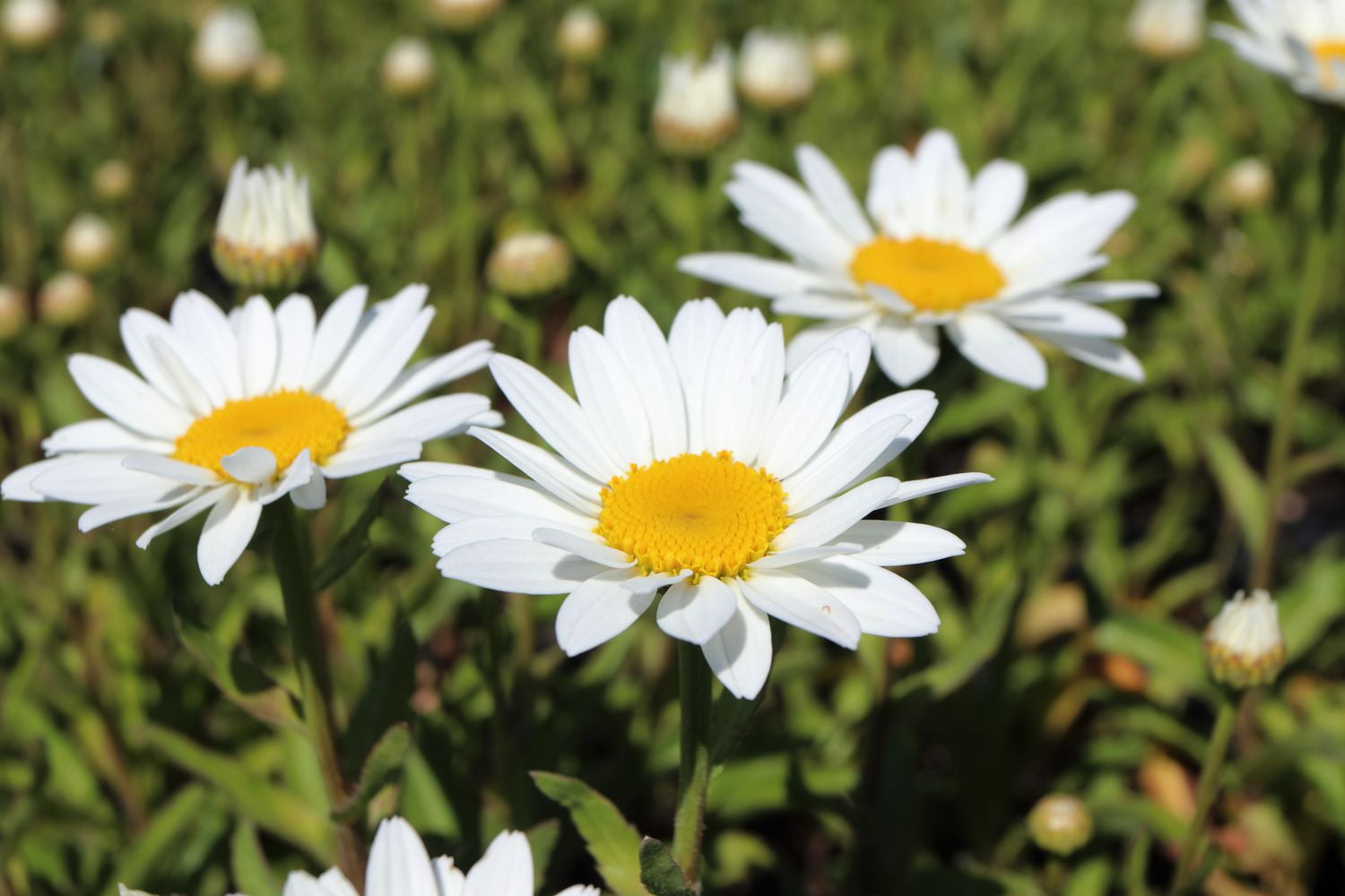 6 plantes de soleil variées, pot de 3,8 L (1 gal)
