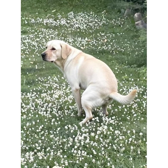 GSDWIUEW White & Pink Clover Seeds-200g Seeds for Lawn, Garden, or Lucky Charm Nitrogen-Fixing Ground Cover St. Patrick s Day & Irish Heritage Symbol -Friendly Planting (White)