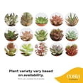 thumbnail image 3 of Costa Farms Succulents Fully Rooted Live Indoor Plant, 2-Inch Grower's Choice, 11-Pack, 3 of 4