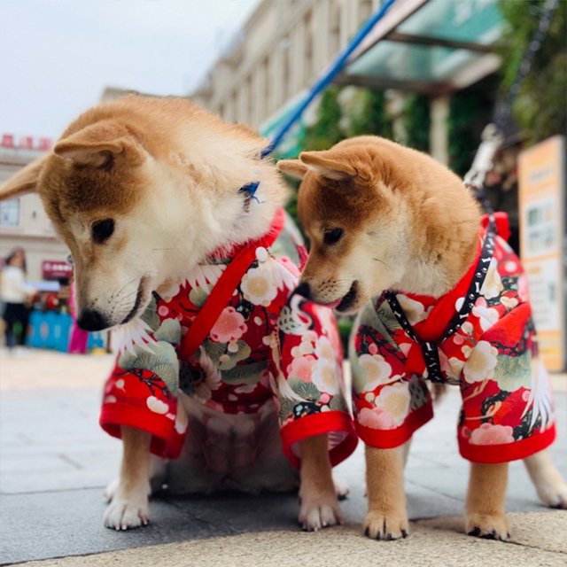 Pets Printed Kimono With Bowknot Girdle Fashionable Japanese Style Waist Magic Buckle Neckline Snap Buttons Clothes For Dogs Cats
