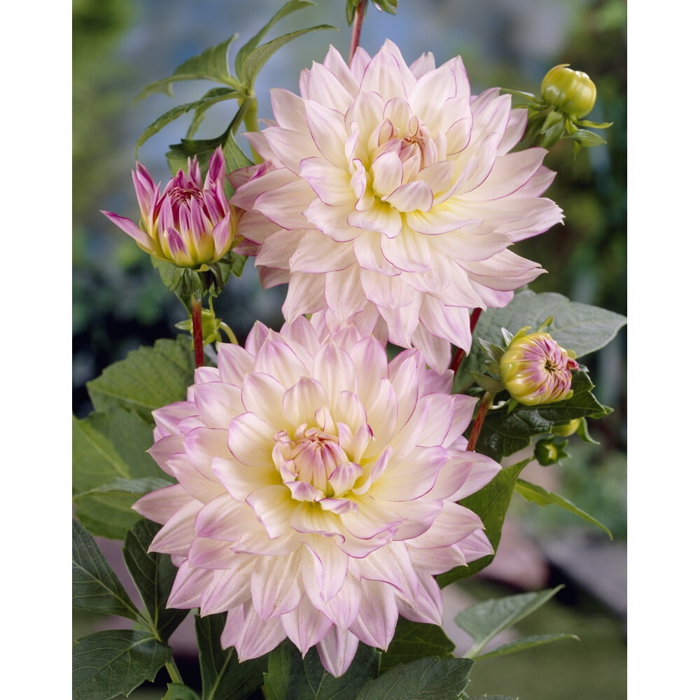 TASC Bulbes à fleurs - Dahlia décoratif Crazy Love (Annuel)