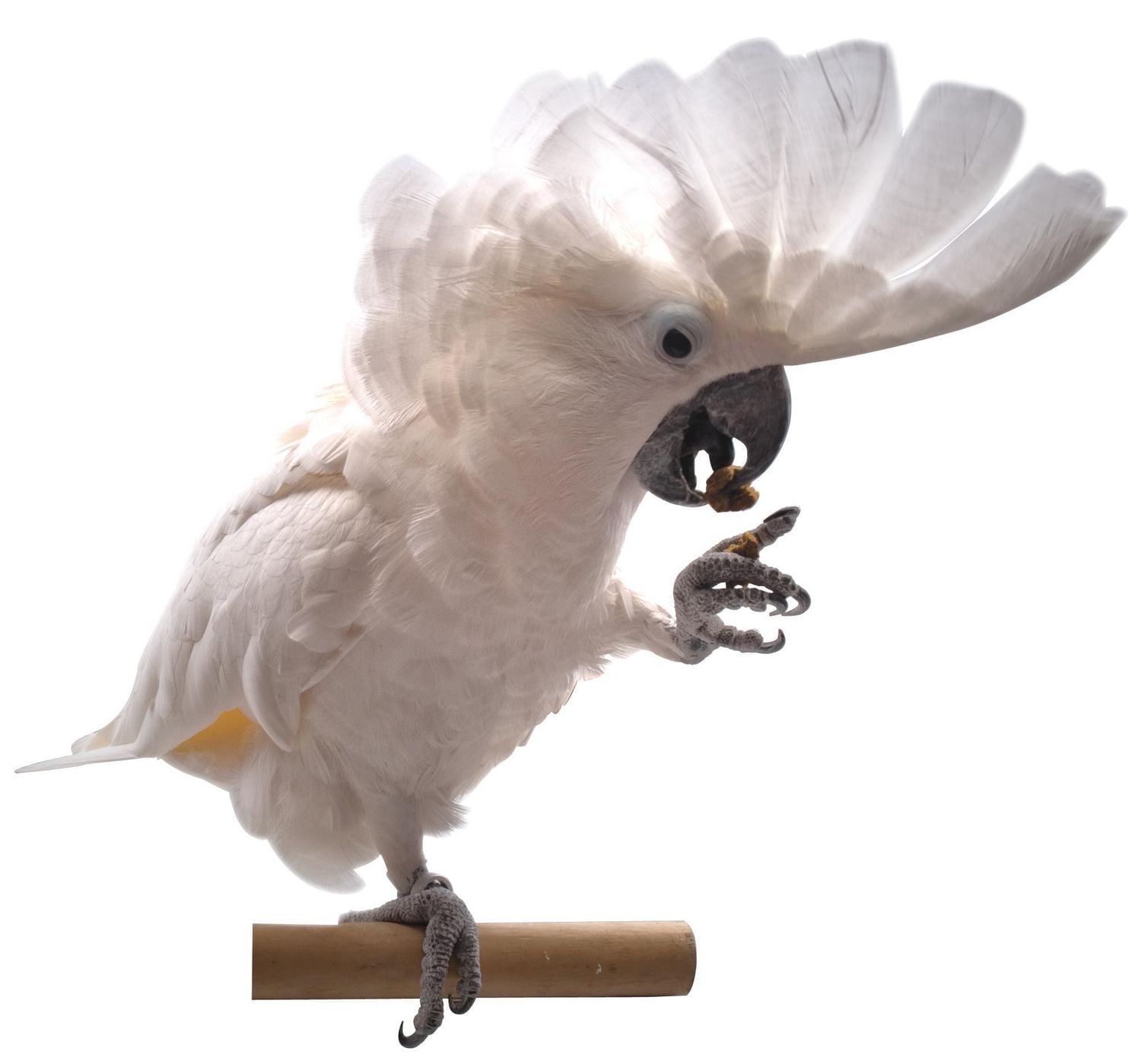 Oven Fresh Bites Gâteries Naturelles pour Oiseaux au Four à la <br>Noix de Coco et Papaye