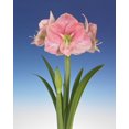 thumbnail image 1 of TASC BULBS AMARYLLIS REVE - 1 BULB, 1 of 1