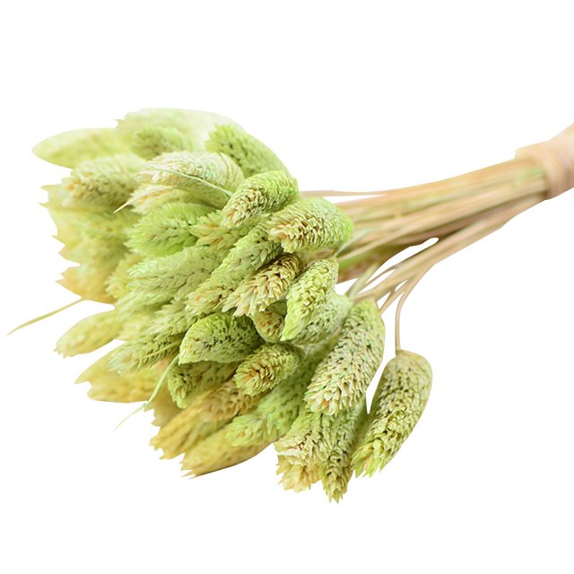 Coofit Dry Flower Branch DIY 24PCS Simple Natural Dried Grass Stem Dry Grass Decor