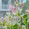 thumbnail image 4 of GSDWIUEW Bulbes de Rothschildiana Gloriosa (Lys de Feu/lys en Flammes) - Vigne Grimpante Exotique Fleur 8 Pcs / 20 Pcs Floraisons Rouges et Jaunes Vibrantes pour Jardin et Contenants (Rose,8), 4 of 6