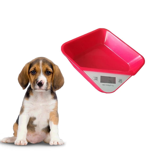 Balance Numérique Haute Échelle Corporelle pour Chats Animaux Gram Électronique