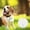 Blanc, variante sur Dvkptbk Dispositifs de Suivi Portables Suivi GPS Bluetooth 5.0 Suivi de Clés Mobile Dispositif Intelligent Anti-Perte Dispositif Étanche Outil Localisateur GPS pour Animaux Traceur Bluetooth pour Clés d'Animaux Portefeuille Sac en Liquidation