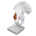 thumbnail image 4 of QIILU Back Support Therapy Professional Hip Bone Model Human Hip Joint Model Hip Joint Teaching Skeleton Braces Supports, 4 of 8