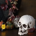 thumbnail image 5 of EGNMCR Halloween Decorations, Halloween Skeletons Plastic Realistic Fake Simulation Human Skull HeadBone Model Halloween Prop Realistic Mini Skeleton Spooky Halloween Decoration A Skeleton, 5 of 5
