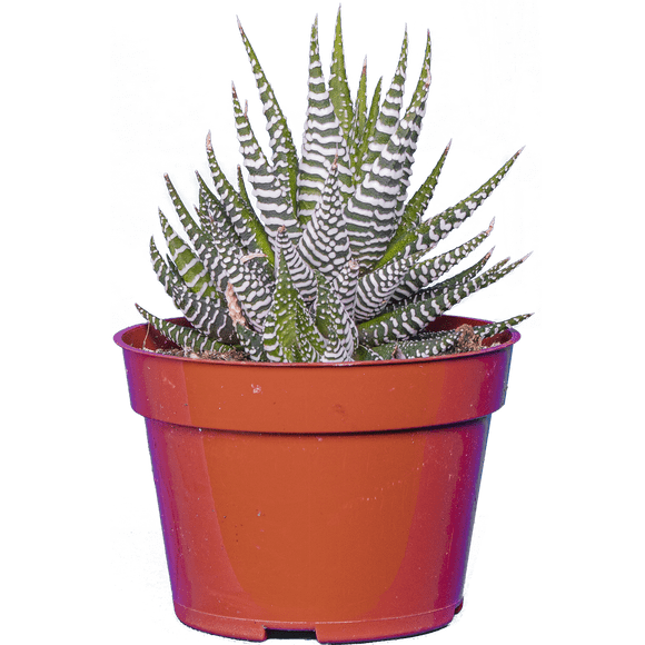 Haworthia | Zebra Cactus (S) Live Plants in 4" growers pot