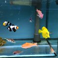 thumbnail image 2 of Adorable Floating Fish Ornament for Aquarium Fish Tank, 2 of 8