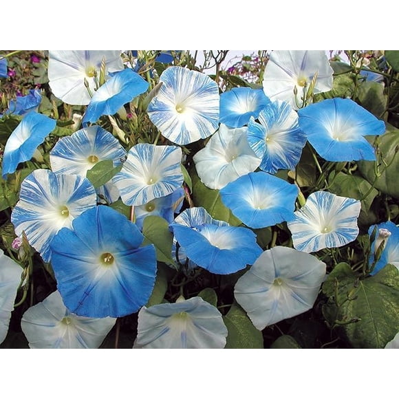 GSDWIUEW 400 Morning Glory ‘Skylark Mixed’ Seeds – Colorful Climbing Flowers for Vibrant Garden Displays