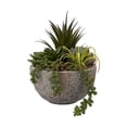 thumbnail image 1 of Anko Succulent Plant in Pot, 1 of 6