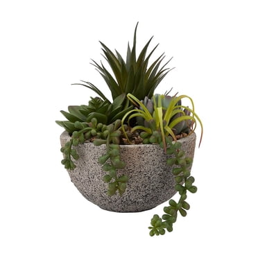 Plante succulente Anko en pot