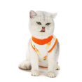 thumbnail image 3 of Chirurgie d'Été pour la Stérilisation des Chats après la Récupération pour les Chats, 3 of 6