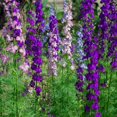 thumbnail image 1 of Outsidepride Delphinium Larkspur Rocket Wild Flowers - 1 LB, 1 of 4