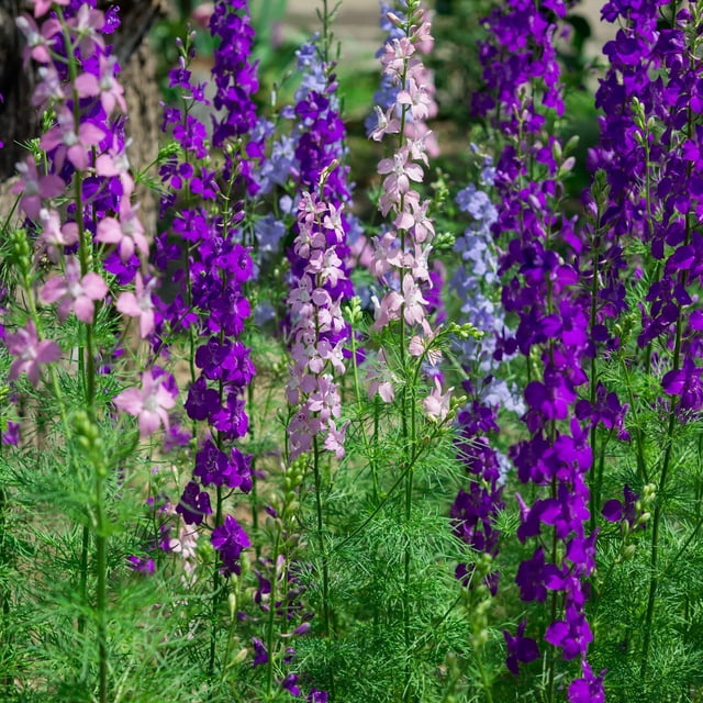 Outsidepride Delphinium Larkspur Rocket Wild Flowers - 1 LB