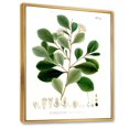 thumbnail image 2 of Designart Vintage Botanicals IV FLOAT FRAME WALL ART, 2 of 4