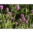 thumbnail image 3 of 700 PURPLE PRAIRIE CLOVER Dalea Purpurea Flower Seeds, 3 of 5