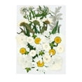 thumbnail image 1 of Agiferg Real Dried Presse Flowers Leaves Natural Set with Butterfly Stickers, 1 of 8