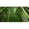 thumbnail image 4 of GSDWIUEW 300+ Giant Green Bamboo Seeds for Planting-Fast Growing Privacy Screen,Winter Hardy & Eco-Friendly, 4 of 5