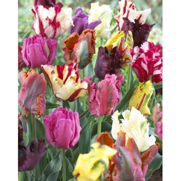 Bulbes de tulipes « Perroquet » assorties – Bulbes de tulipes vivaces à floraison printanière