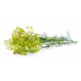 thumbnail image 1 of Dill, Mammoth Long Island - Herb Seeds, 1 of 3