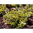 thumbnail image 3 of Emerald n Gold Euonymus 2 Gallon, 3 of 3