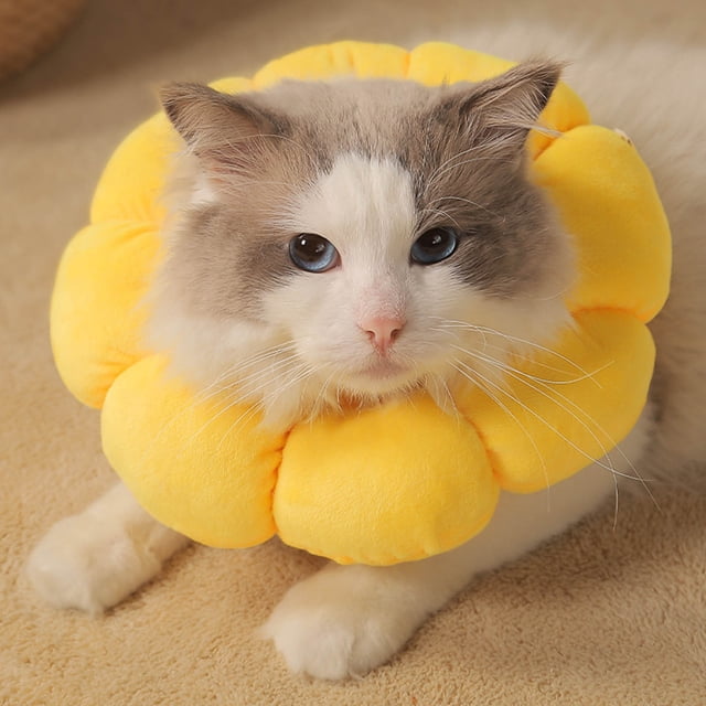 LSLJS Collier Cône pour Chat Ajustable et Doux, Collier de Récupération en Forme de Fleur Jaune Conçu pour les Chats et les Chiens de Petite à Moyenne Taille. Fabriqué en Fibre de polyester Douce, Empêche de Lécher et de Mordre pour Aider à la Guérison des Plaies. Sa Conception Légère Permet aux Animaux de Manger, Boire et Jouer Confortablement Tout en Doublant comme Accessoire Mignon. Montré sur un Animal Allongé sur une surface beige.