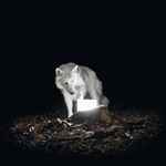 Vanishing Life - Surveillance (Vinyl LP)