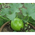 thumbnail image 3 of 35 Graines de Courge TATUME Douce Cucurbita Pepo Calebasse Calebacita Courgette Mexicaine, 3 of 3