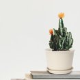 thumbnail image 1 of STRANDCHIC Planting Pots With Drainage Flower Plastic Planter Pot 1Pack, 1 of 7