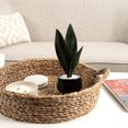 thumbnail image 4 of Plante serpent Kotera en pot ceramique, 4 of 8