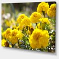 thumbnail image 2 of Bright Yellow Marigold Flowers - Floral Canvas Art Print, 2 of 3