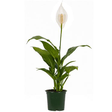 Spathiphyllum | Peace Lily (S) Live Plants in 4" growers pot