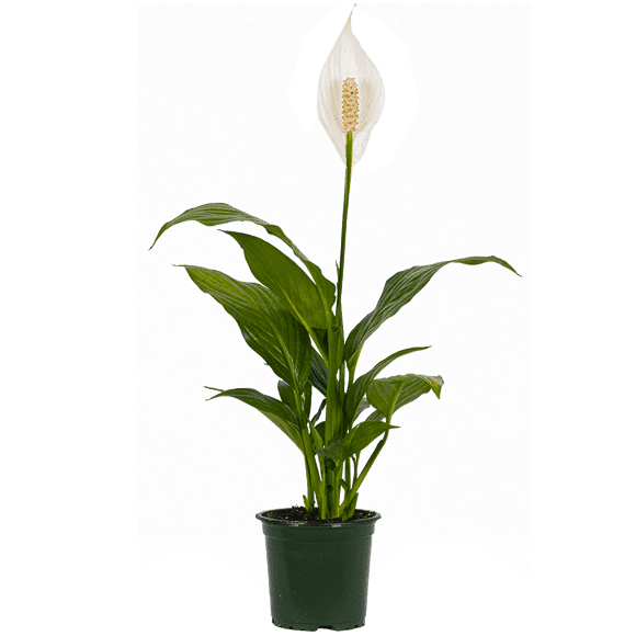 Spathiphyllum / Lis de la Paix (S) Plantes Vivantes dans un pot de Culture de 4 Pouces