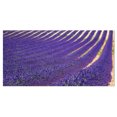 thumbnail image 2 of Lavender Blooming Fields as Texture - Oversized Landscape Wall Art Print, 2 of 3