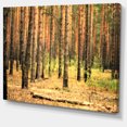 thumbnail image 2 of Beautiful Pine Forest at Sunset - Modern Forest Canvas Art, 2 of 4