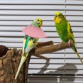 thumbnail image 2 of MasteelfCA 2Pcs Protective Parrot Collars Anti-pecking Collars Bird Recovery Collar Rings, 2 of 7