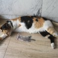thumbnail image 1 of WIFKLSIIPG Since Hi Cat Toy Cute Sound Paper Pet Toy Tail Toy, 1 of 4