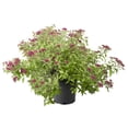 thumbnail image 1 of 2 Gallon Goldflame Spirea Shrub, 1 of 6