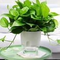 thumbnail image 3 of 2 Layer Plastic Plant Pots Self Watering Flower Planters Flower Pots for Indoor Outdoor with Cotton Rope, 3 of 6