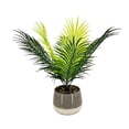 thumbnail image 2 of Lerman Decor's tropical potted plant, 2 of 4