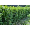 thumbnail image 2 of 1 Gallon (3.8L) Boxwood 6 Pack, 2 of 3