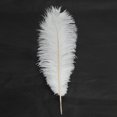 thumbnail image 3 of Ktaxon 100PCS Nature Ostrich Feathers Home Party Decor Color White, 3 of 5
