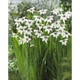 thumbnail image 1 of TASC FLOWER BULBS - Gladiolus Murielae, 1 of 2