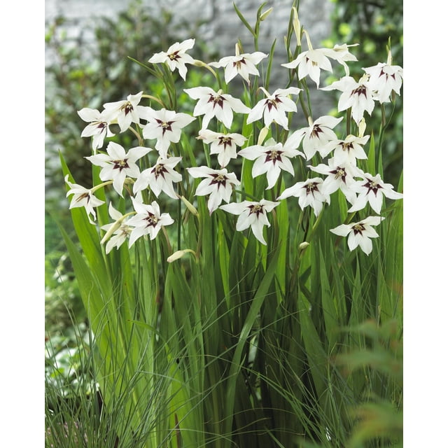 TASC FLOWER BULBS - Gladiolus Murielae