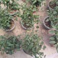 thumbnail image 3 of Anti-Bird Net Protection Fruit Tree Flower Cover Garden Net Protect Plants;Anti-Bird Net Protection Fruit Tree Flower Cover Garden Net Protect Plants, 3 of 6